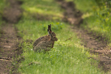 Two wild hare sitting on the road in the grass one after another. They're looking at the camera.