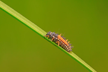Harmonia axyridis on plant