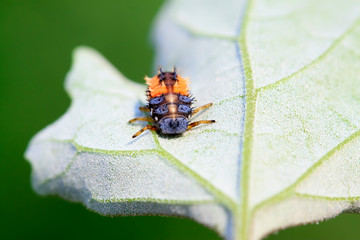 Harmonia axyridis on plant