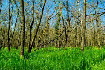 Obraz premium acacia grove with chervil herb undergrowth at springtime
