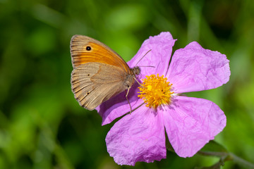 butterfly nature flower macro drop