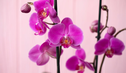 beautiful purple Phalaenopsis orchid flowers, isolated on pink background