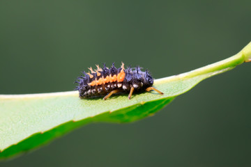 Harmonia axyridis on plant