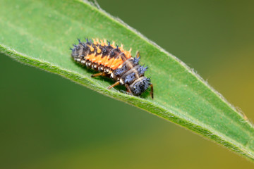 Harmonia axyridis on plant