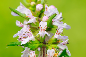 Leonurus artemisia on plant