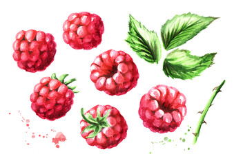 Ripe raspberries and green leaves set. Watercolor hand drawn illustration, isolated on white background