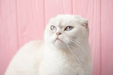 Serious cat head on in studio. White cat with blue eyes trying to sleep