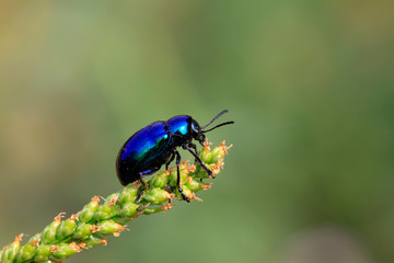 Chrysochus chinensis Baly on plant