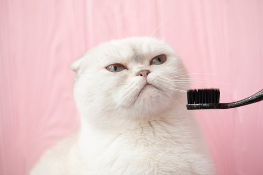 White blue-eyed cat on a white background licking, free space for a design. Cat with toothbrush.