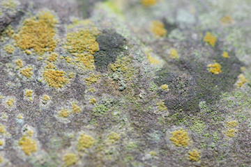 lichen on a rock