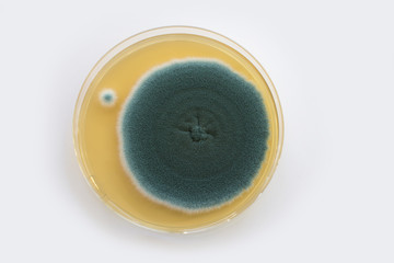 Schimmelpilz Kultur in Petrischale