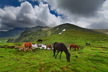 Fototapeta na wymiar Horses in mountains with dramatic sky, Stara Planina, Central Balkan, Bulgaria