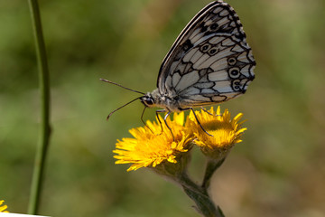 butterfly nature flower macro drop