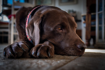 A chocolate labrador resting on a tiled floor