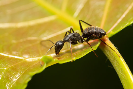 Formicidae Images – Parcourir 183,141 le catalogue de photos, vecteurs ...