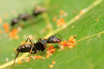 Camponotus japonicus on plant