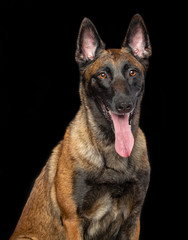Belgian Shepherd Dog, malinois dog on Isolated Black Background in studio