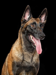 Belgian Shepherd Dog, malinois dog on Isolated Black Background in studio