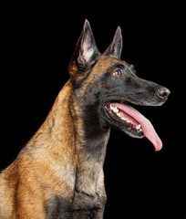 Belgian Shepherd Dog, malinois dog on Isolated Black Background in studio