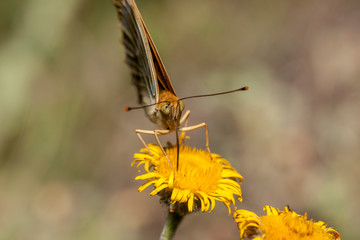 butterfly nature flower macro drop