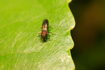 Buprestidae in a natural environment