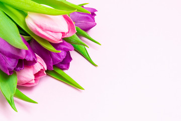 Bouquet of purple and pink tulips on a light pink background. With copy space. Valentines Day, 8 March, Mother and Women's Day concept.
