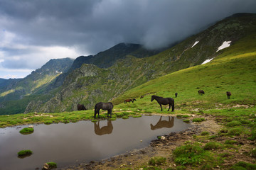 Horses in mountains with dramatic sky, Stara Planina, Central Balkan, Bulgaria