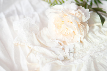 peony on white background