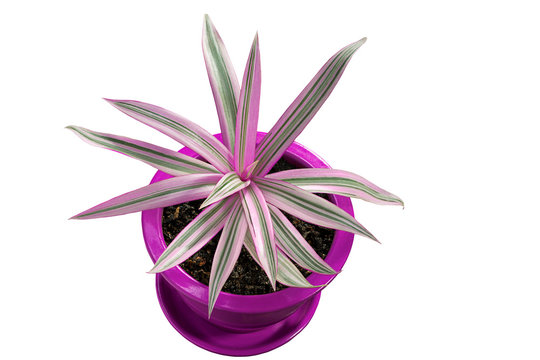 The boatlily, oyster plant  or Moses-in-the-cradle (Tradescantia spathacea) in a flower pot isolated on white background. Beautiful purple and green leafed plant
