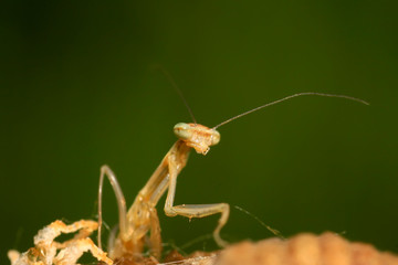 Mantis larvae on plant