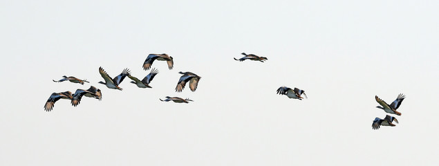 fliegende Großtrappen (Otis tarda) in der Extremadura / Spanien - flying Great bustards in spain