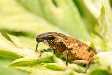 weevil on plant