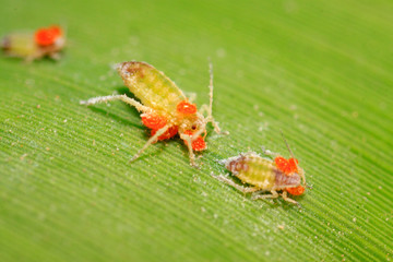 Tetranychus cinnabarinus on plant