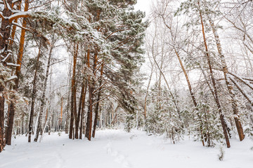 Winter forest. Novosibirsk region, Siberia, Russia