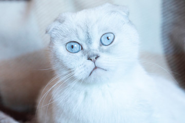 Scottish fold cat are squat on white bed in the room. White cat with beautiful patterns. Cat is...