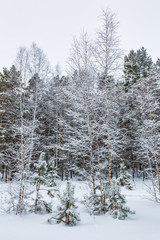 Winter forest. Novosibirsk region, Siberia, Russia