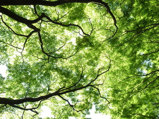 Fototapeta premium tree with green leaves