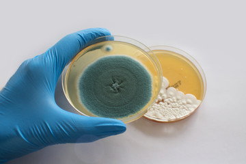 Schimmelpilz Schnelltest