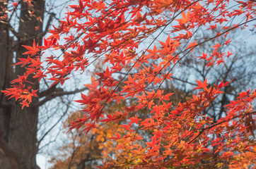 autumn leaves on tree