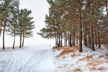 Winter forest. Novosibirsk region, Siberia, Russia