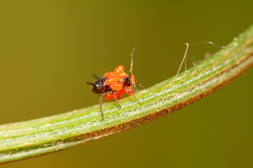 Tetranychus cinnabarinus on plant