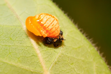 beetles pupa on plant