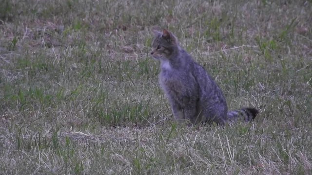 Europ&auml;ische Wildkatze (Felis silvestris) sitzt und pirscht auf gem&auml;hter Waldwiese