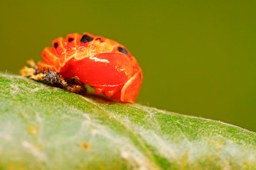 beetles pupa on plant