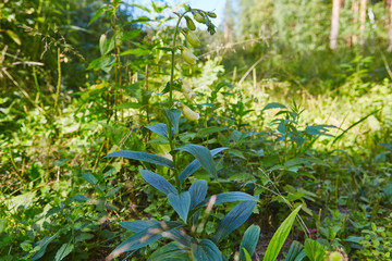 Obraz premium Big-flowered foxglove plant grows in forest poisoned herb