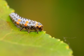 Lady beetle on plant