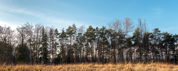 Obraz premium Banner Wald mit Gras im schneelosen Winter