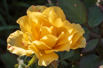 Yellow rose in the evening