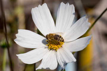 Obraz premium Bee on white cosme flower