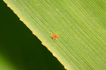 Tetranychus cinnabarinus on plant